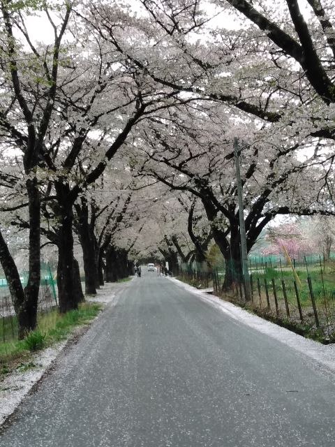 北杜市武川町の春